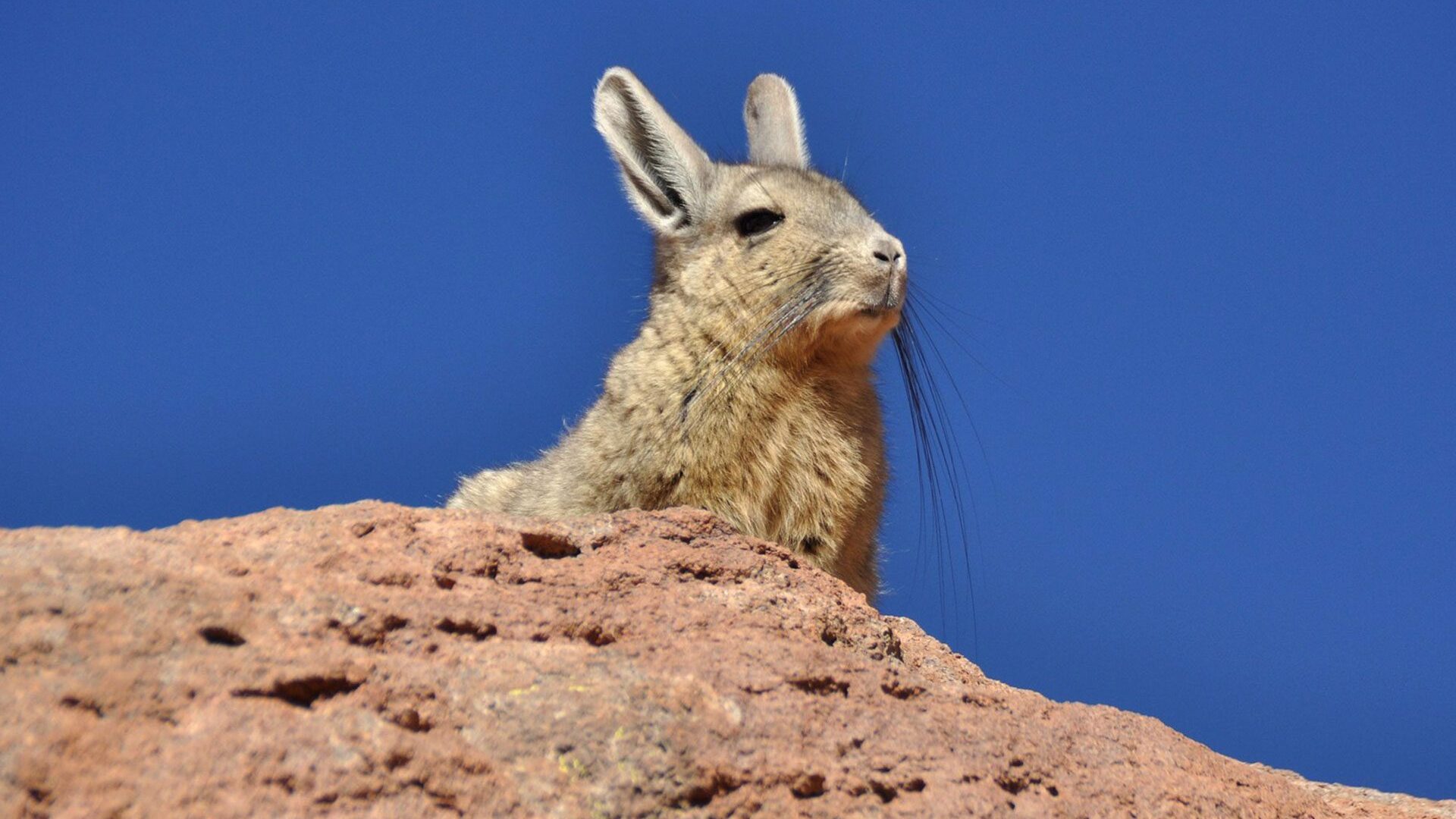 14 of the world's cutest animals you can find on our tours